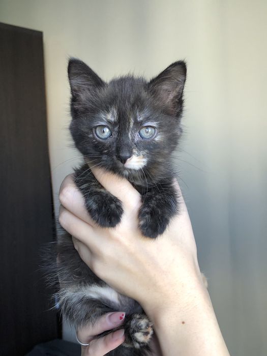 Котенок девочка около 2х месяцев