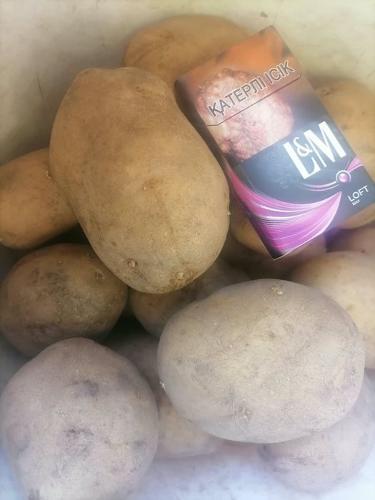 Продам картофель сорт гала
