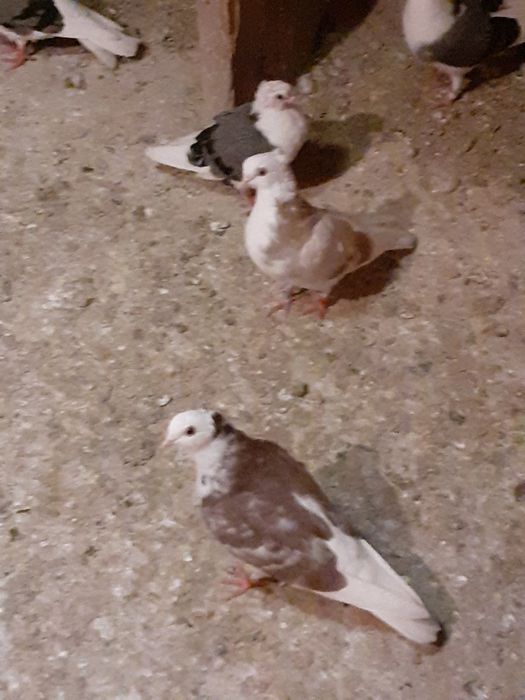 Vând sau schimb porumbei zburători i de înălțime