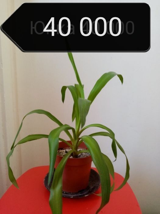 Продаю разные комнатные растения.