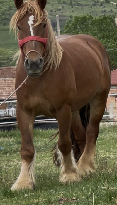 Mânză grea de vânzare