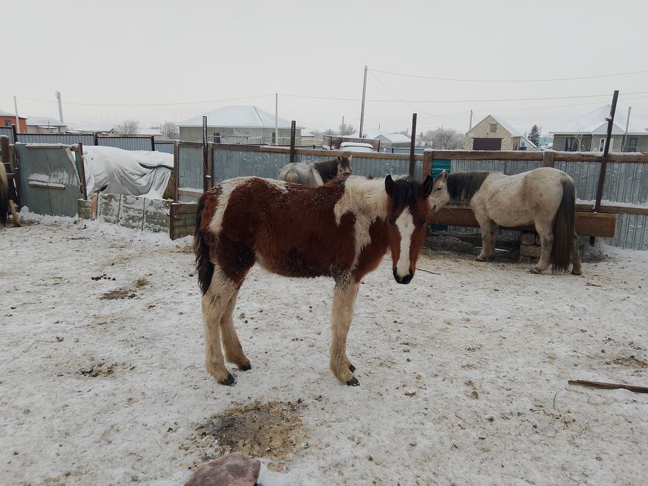 Бие Жабағы жабағы жабағы