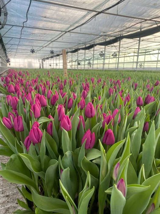 Цветы оптом розы