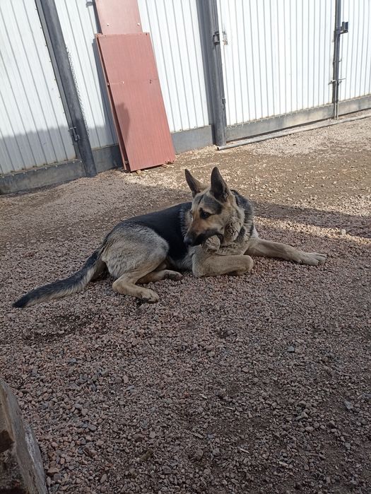 ВЕО породистый...