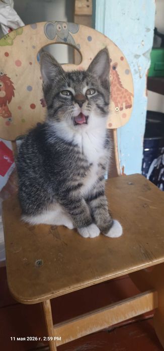 Отдадим в добрые руки