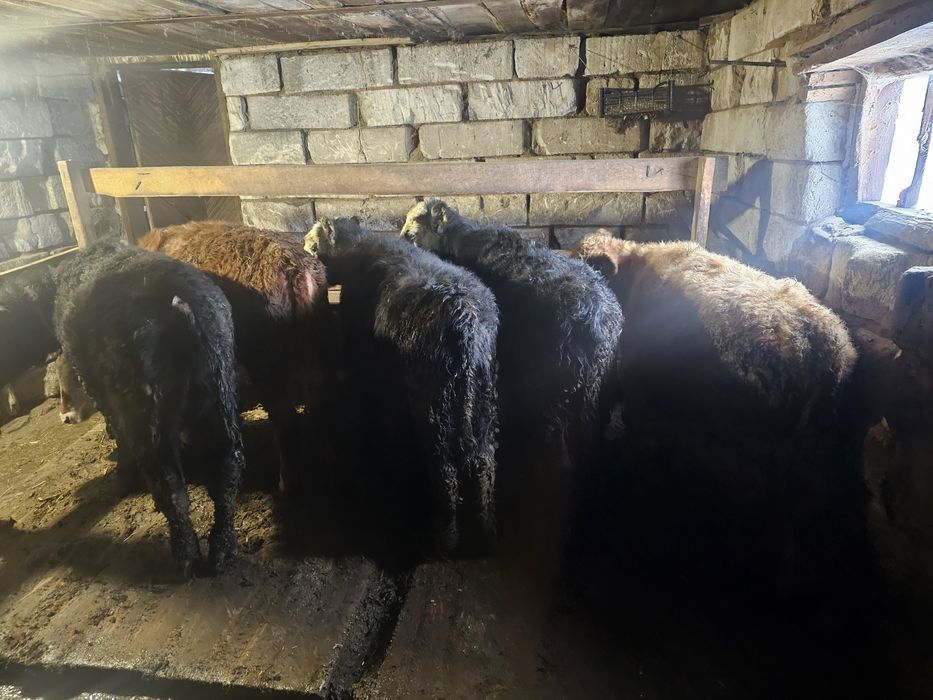 5 бұзау сатылады