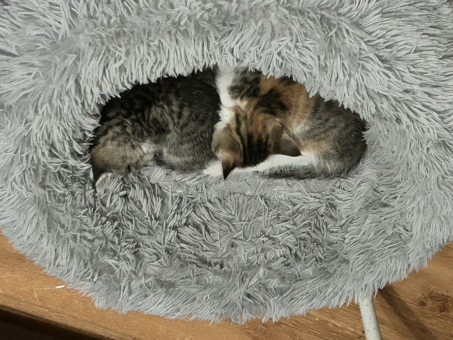 Отдаю двух милых котят. Девочки