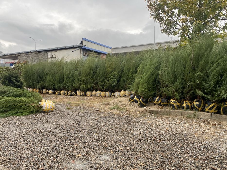 Арча моживелник quluğ