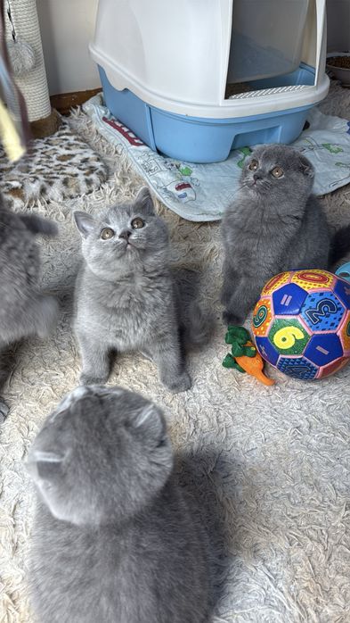 Продаются элитные котята