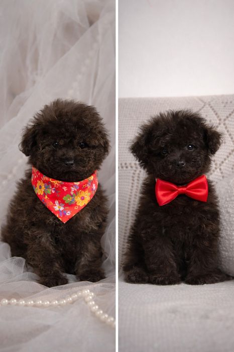 Мальтипу шикарные щенки