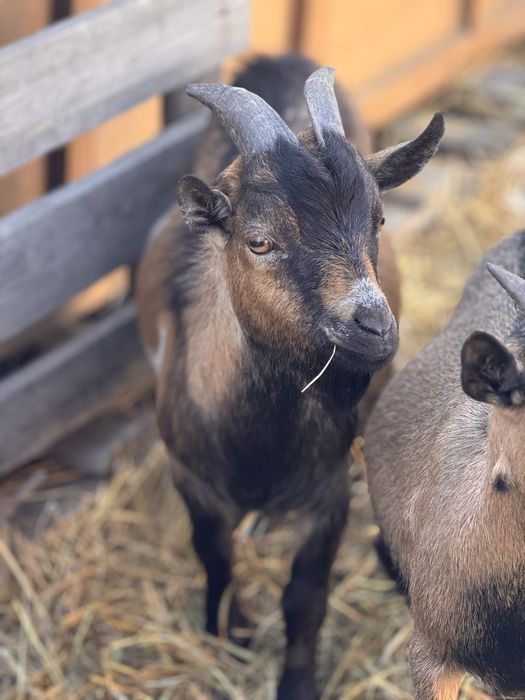 Камерунские козы