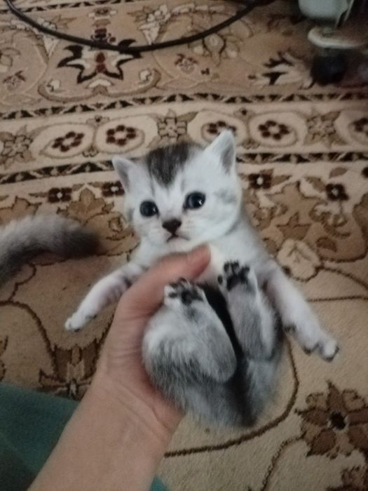 Продам котят шотландцы
