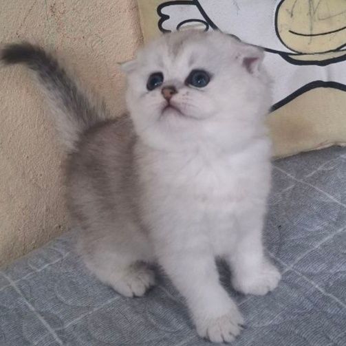 Котята шиншиллы фолд и страйты