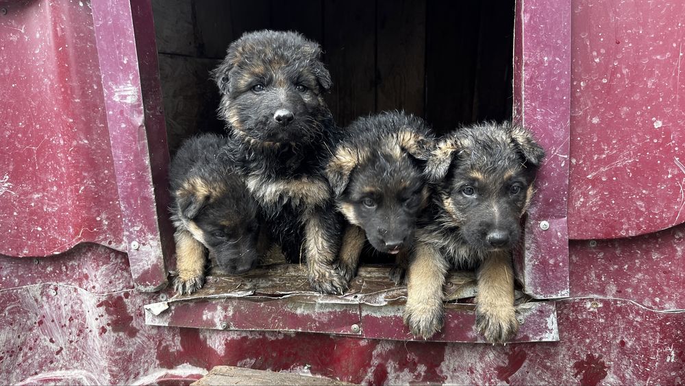 щенки немецкой овчарки продам