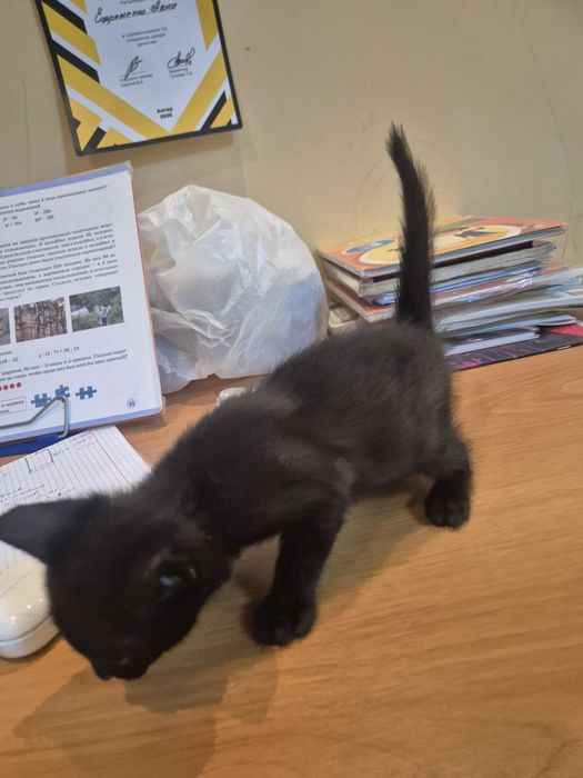 Бесплатно кошка 14марта родилась