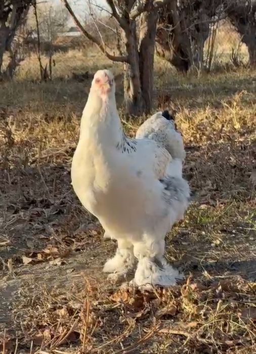 Продам  куры брамма