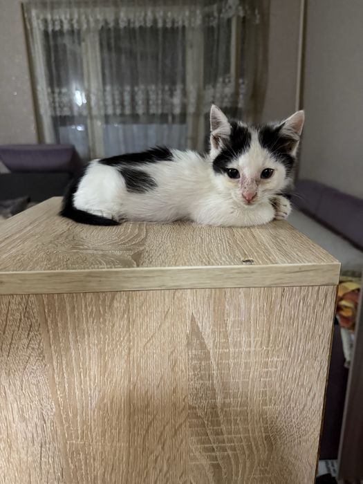 отдам котенка в добрые и ответственные руки