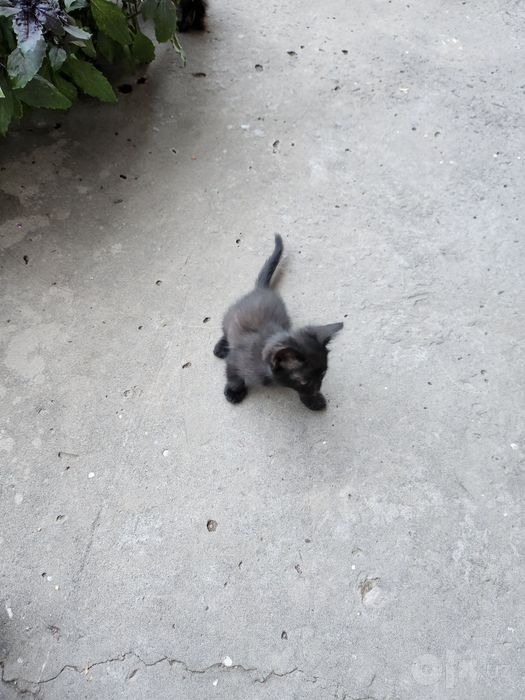 Отдам котят в хорошие руки