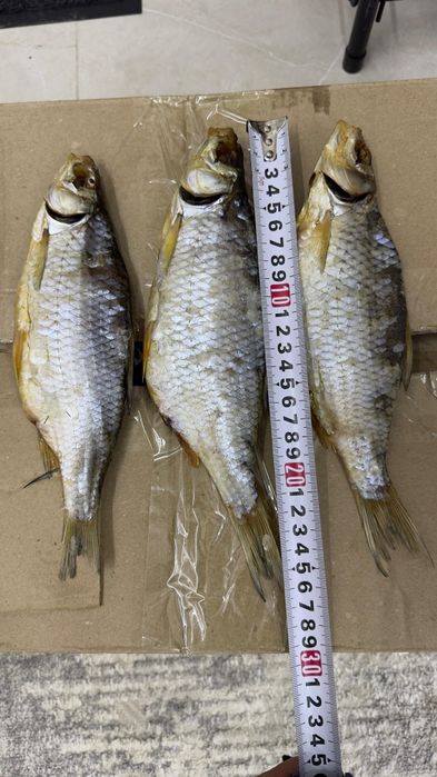 Вобла Каспийская (Атырау)