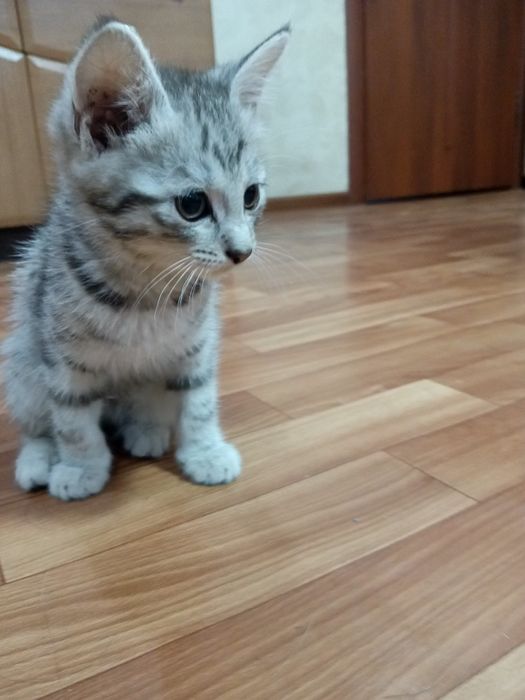 Отдам котёнка, в добрые руки