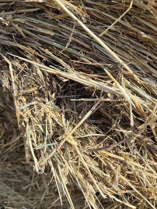 Vând fân de orz 2025