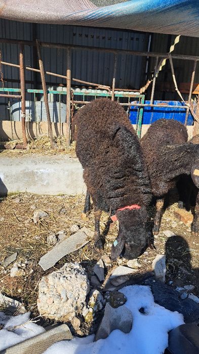 Баран кошкар сатылады