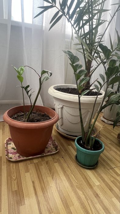 Продам комнатные растение