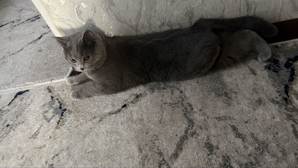 Mushuk 1 yoshli qizbola strayt sotladi