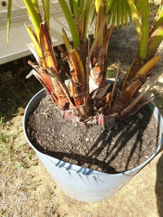 Vand palmier Washingtonia