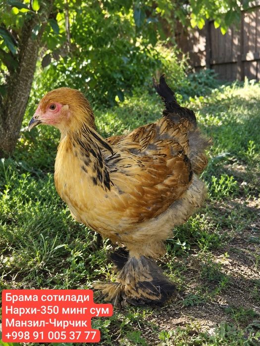 Брама ва Кох сотилади
