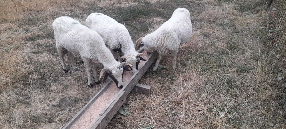 Vând 3 berbecuți breji 600 de lei bucata
