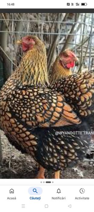 Vând oua incubat wiandotte gsg