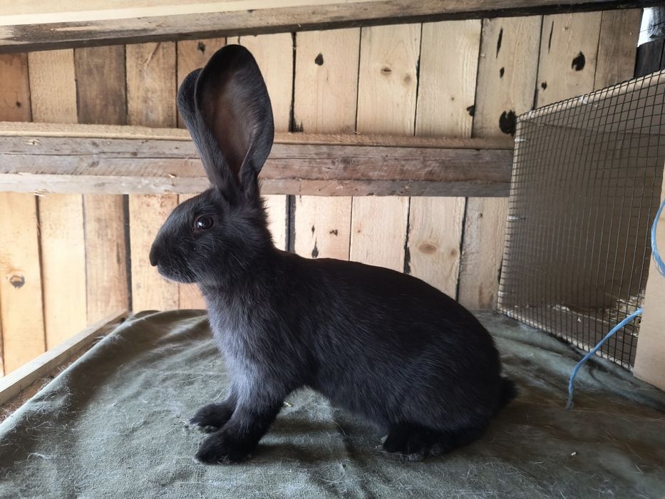Vand pui Fluture german alb negru si janet ! Pret in functie de animal ! Rasa pură