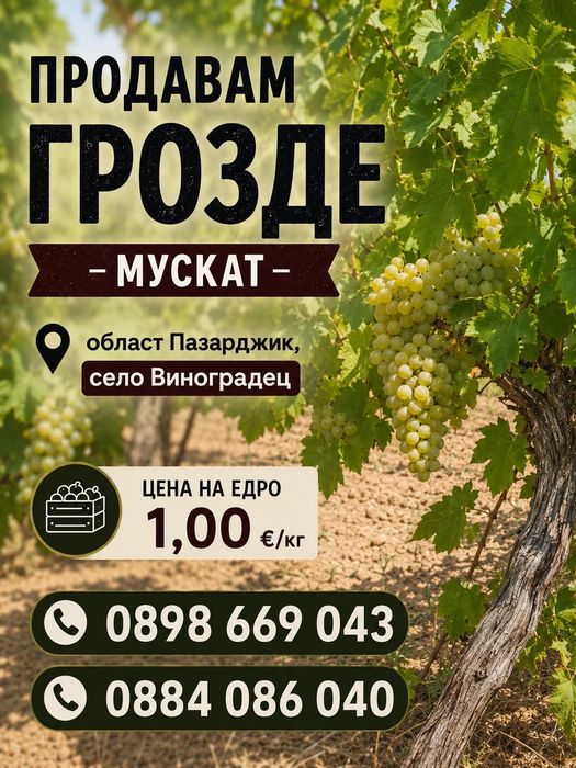 ПРОДАВАМ ГРОЗДЕ, Мускат, с.Виноградец