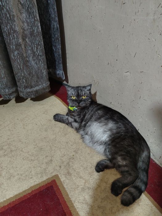 Продаётся котята страет
