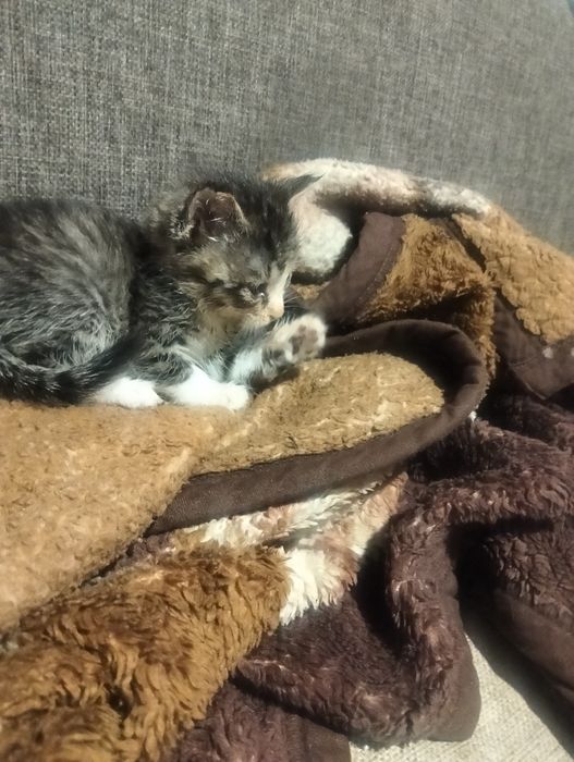 Милых котят отдам