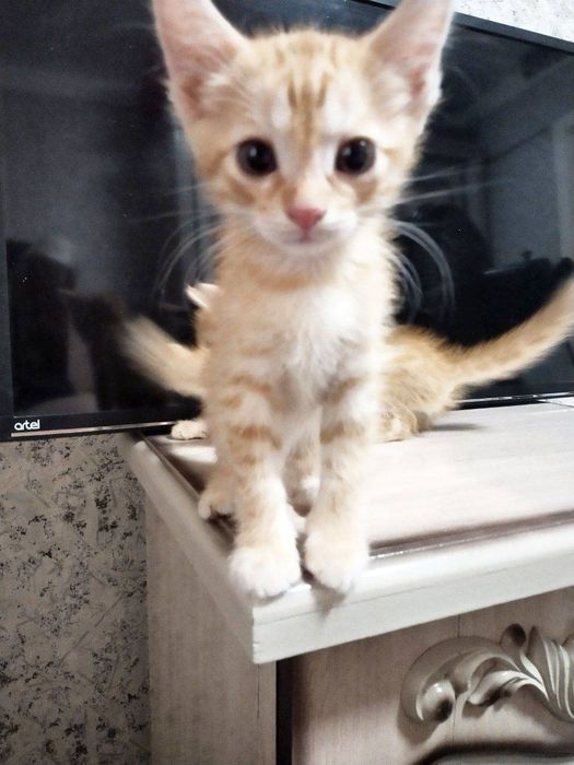 Qizil qalpoqcha seks filmi