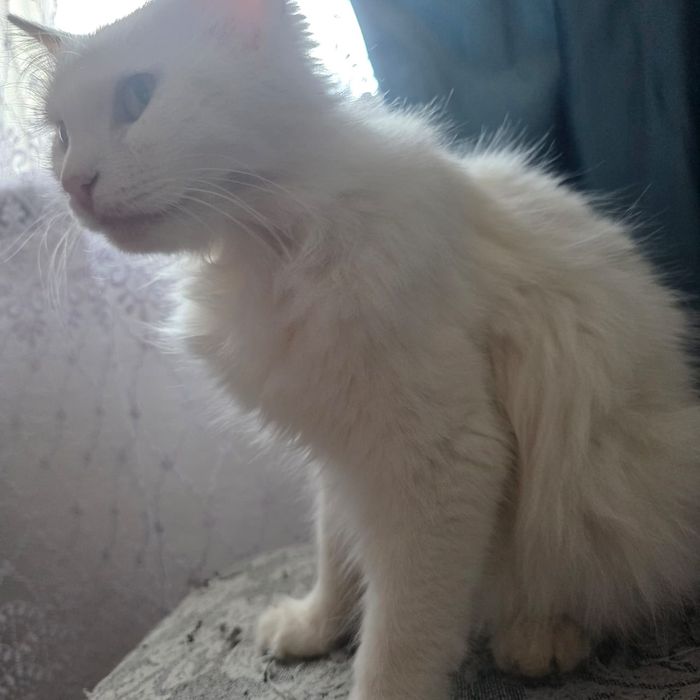 Отдам кошку бесплатно