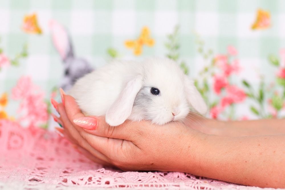 Кролики карликовые из Питомника