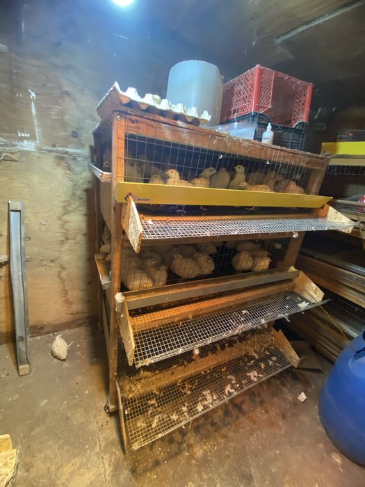 Бодене клеткамен