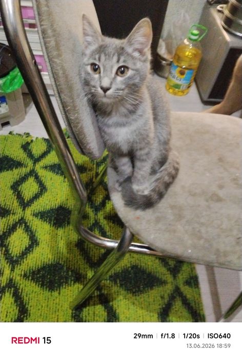 Отдам котенка  в добрые руки