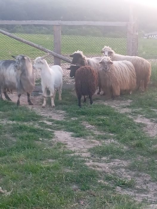 De vânzare trei oi și un miel un țap
