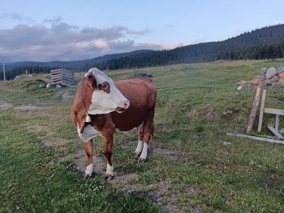 Se vinde vacă cu vițea