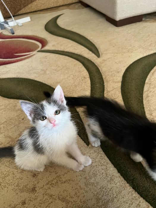 Котята в добрые руки!