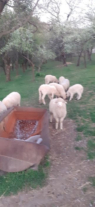 Vând 6 oi la a2 fatare