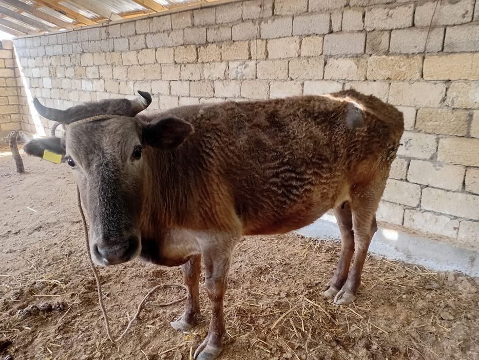 Семіз сиыр сатылады!