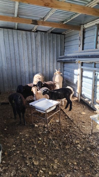 Қои сатылады семиз