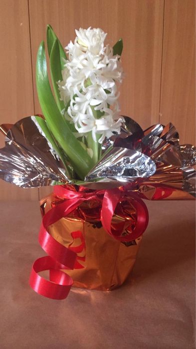 Цветы Геоцинты в горшочкх