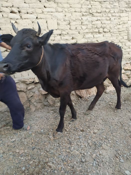 Ona bola sigir sotiladi