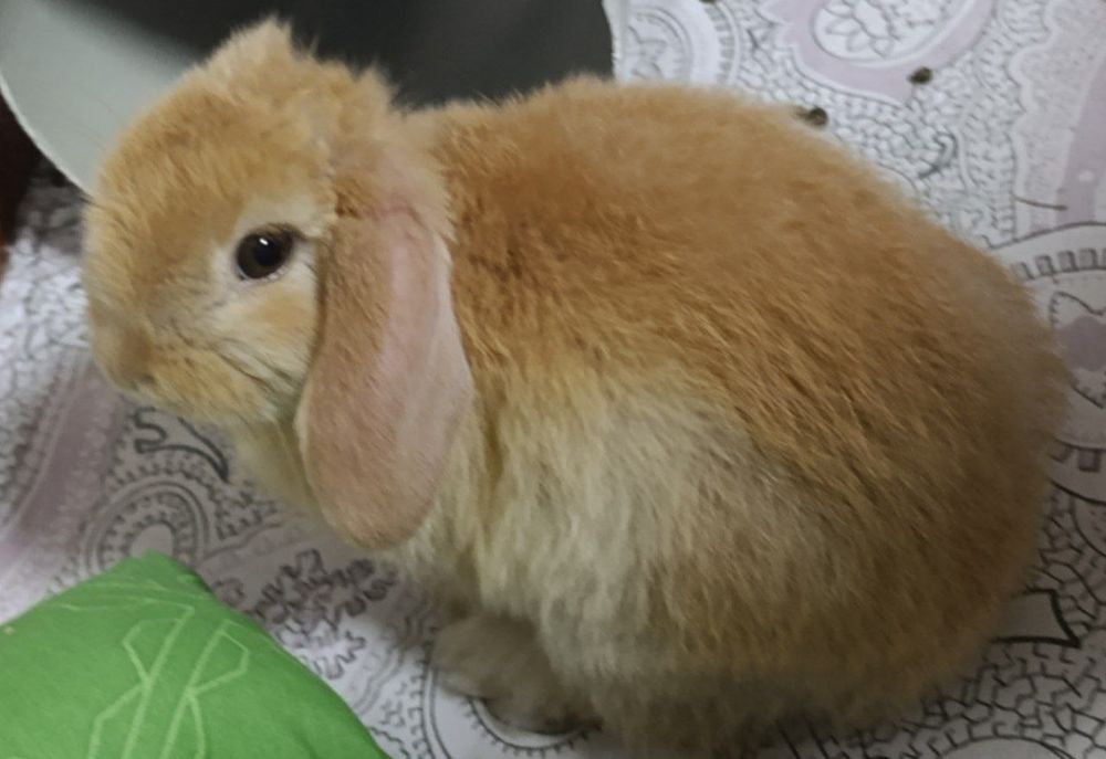 Карликовые кролики 3 месячные